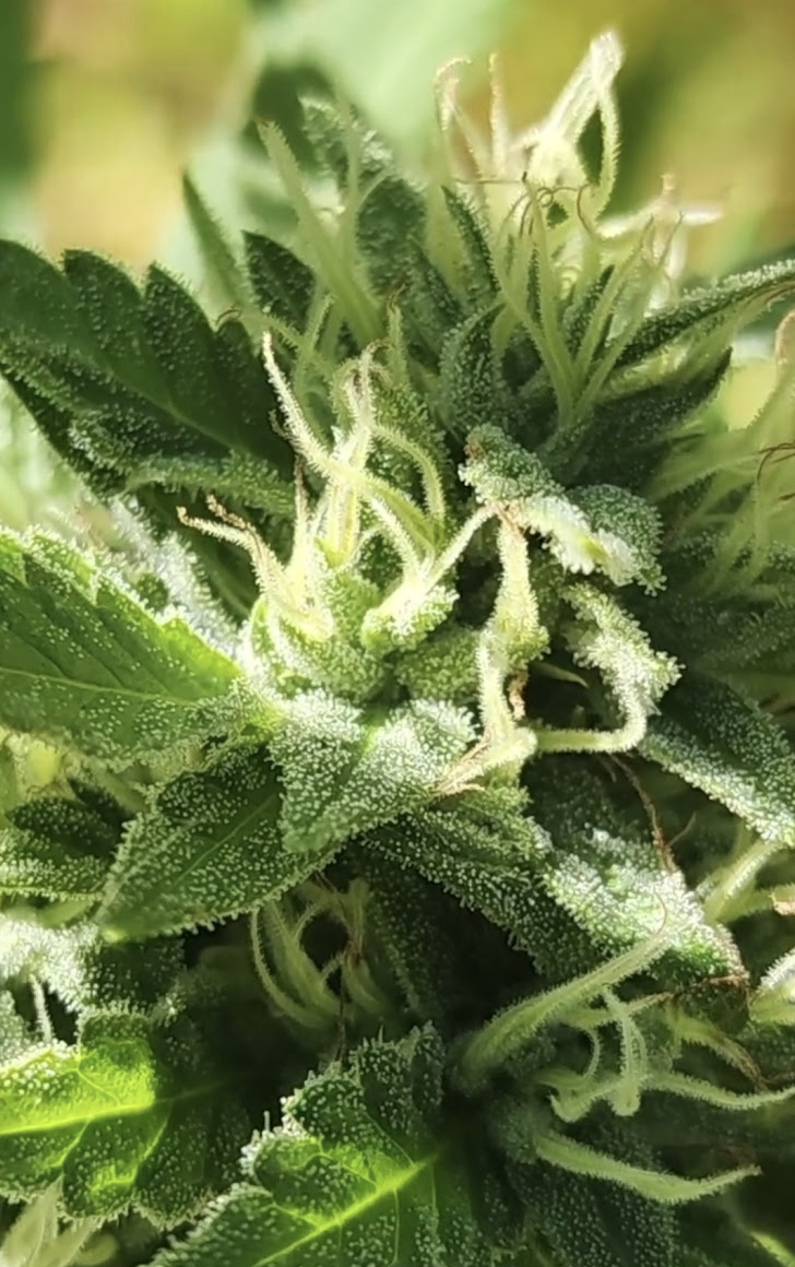 Deadly Dose (10 Regular Seeds)