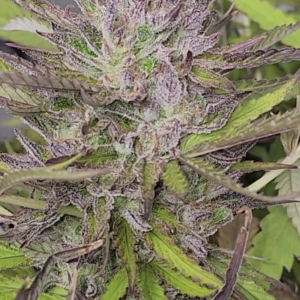 Nepo Baby (10 Regular Seeds)