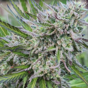 Peace Treaty (10 Regular Seeds)