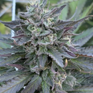 Thunder Cakez (10 Regular Seeds)