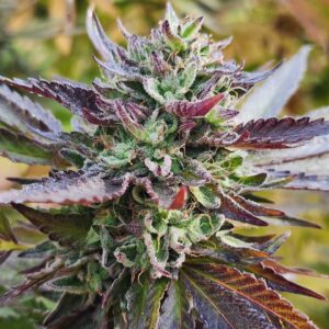 Jungle Junk (10 Regular Seeds)
