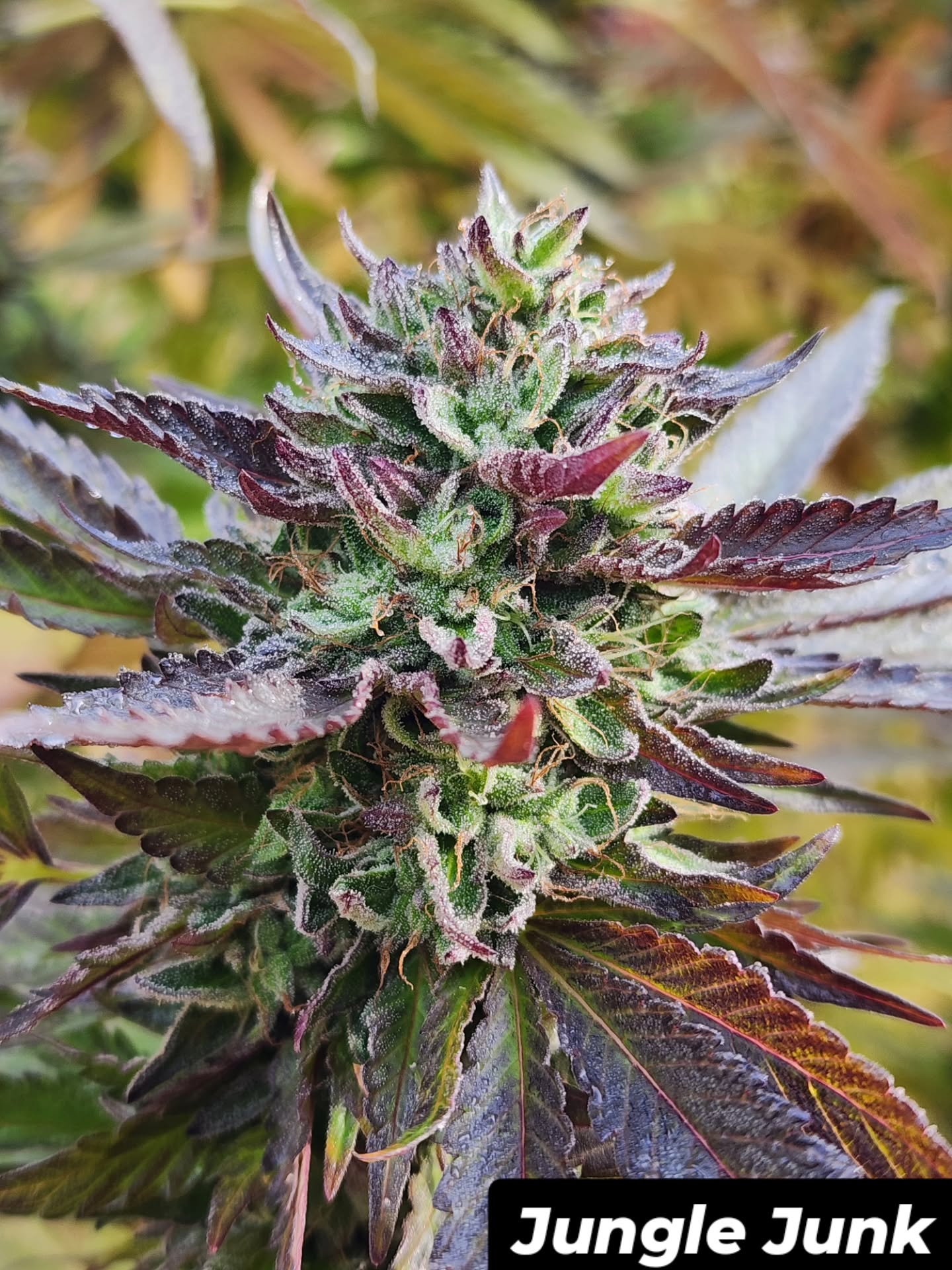 Jungle Junk (10 Regular Seeds)